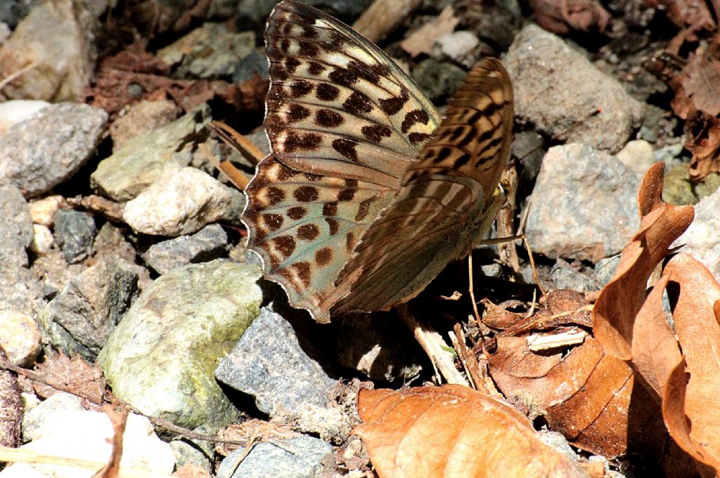 Argynnis pandora?
